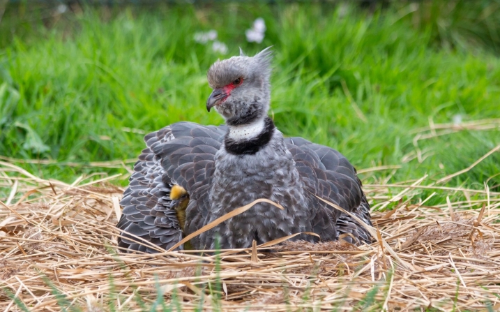 Parent crested screamer with chick credit WWT and Rebecca Taylor.jpg